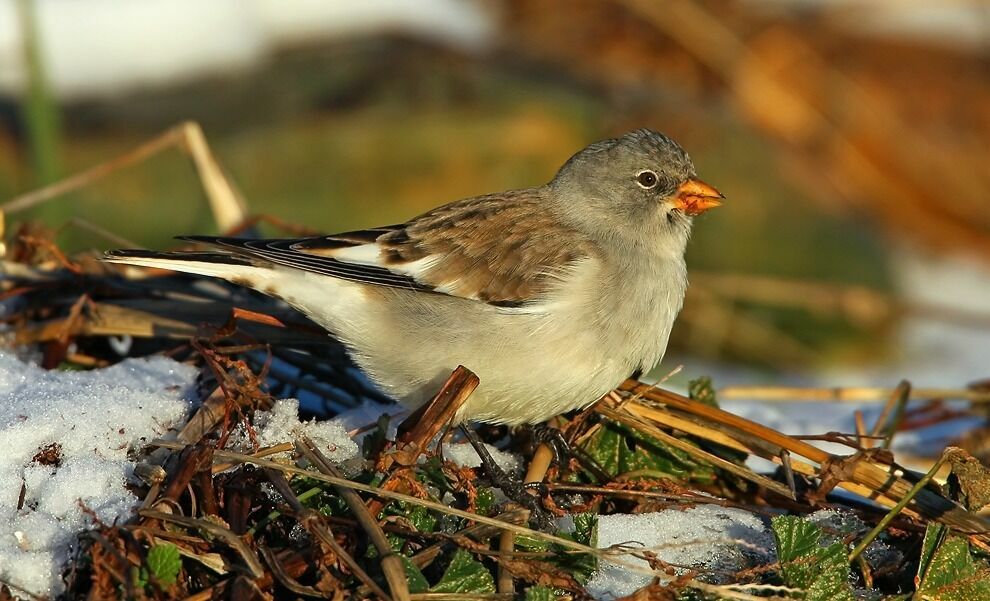 Niverolle alpine