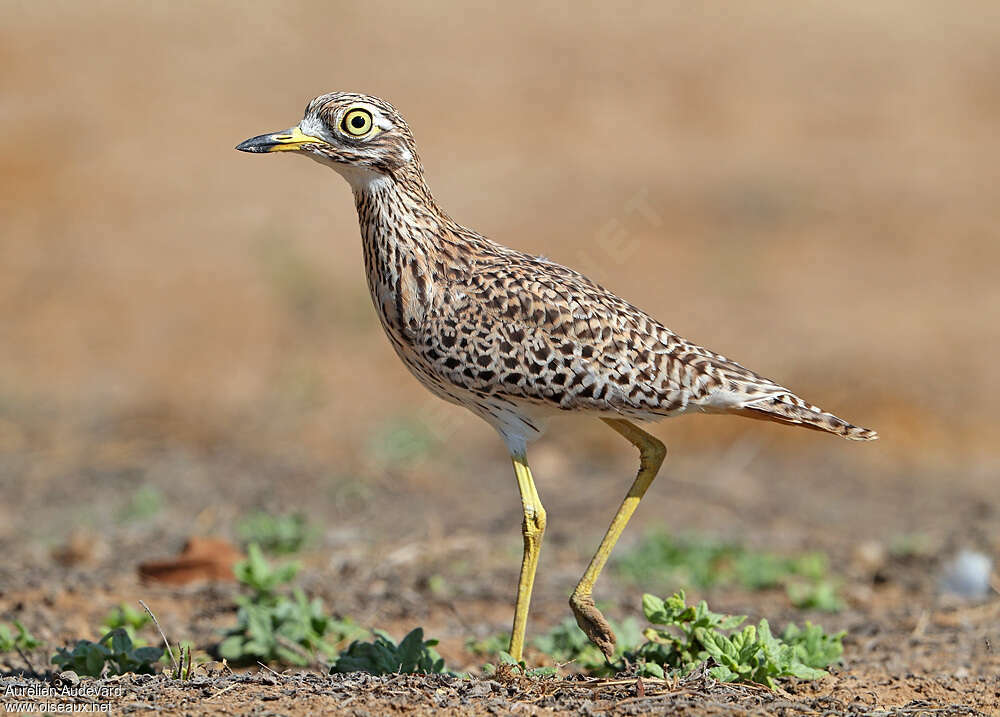 Spotted Thick-kneeadult, identification