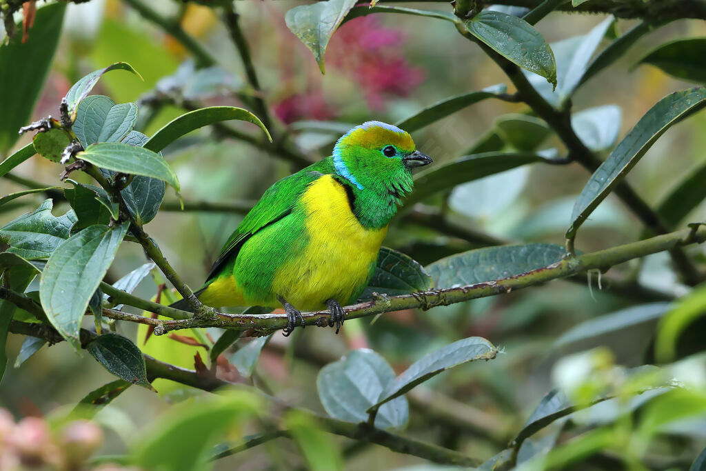 Golden-browed Chlorophonia male adult, identification