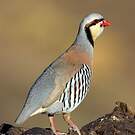 Perdrix choukar
