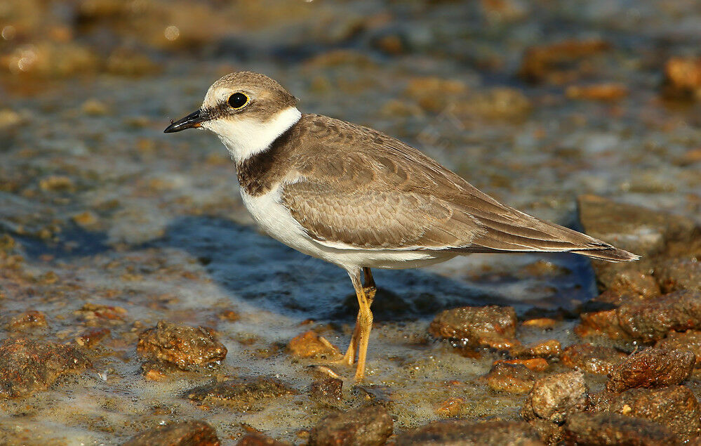 Little Ringed Ploverjuvenile, identification