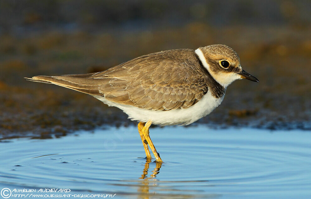 Little Ringed Ploverjuvenile, identification