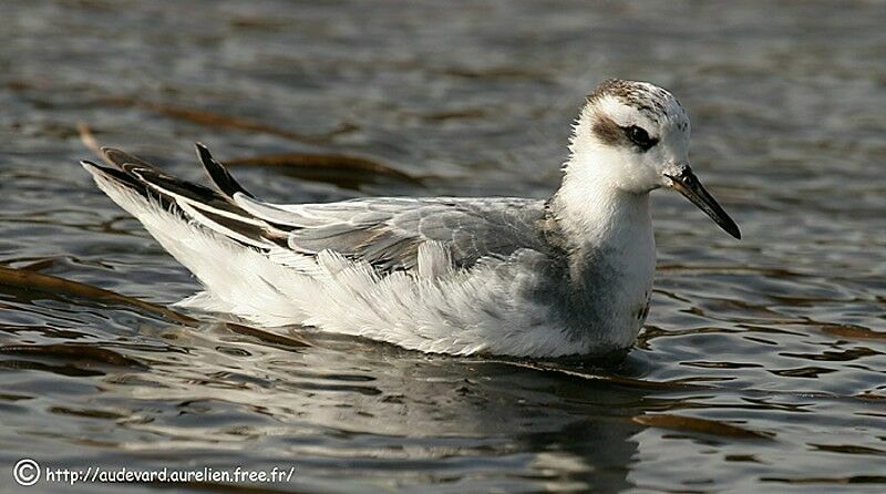 Phalarope à bec large