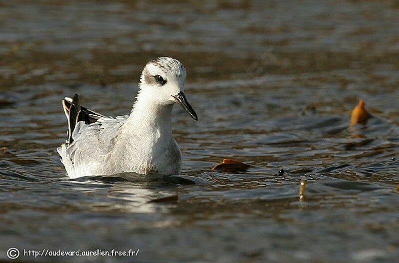 Phalarope à bec large