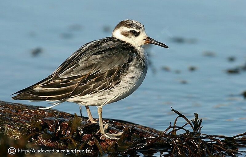 Phalarope à bec large