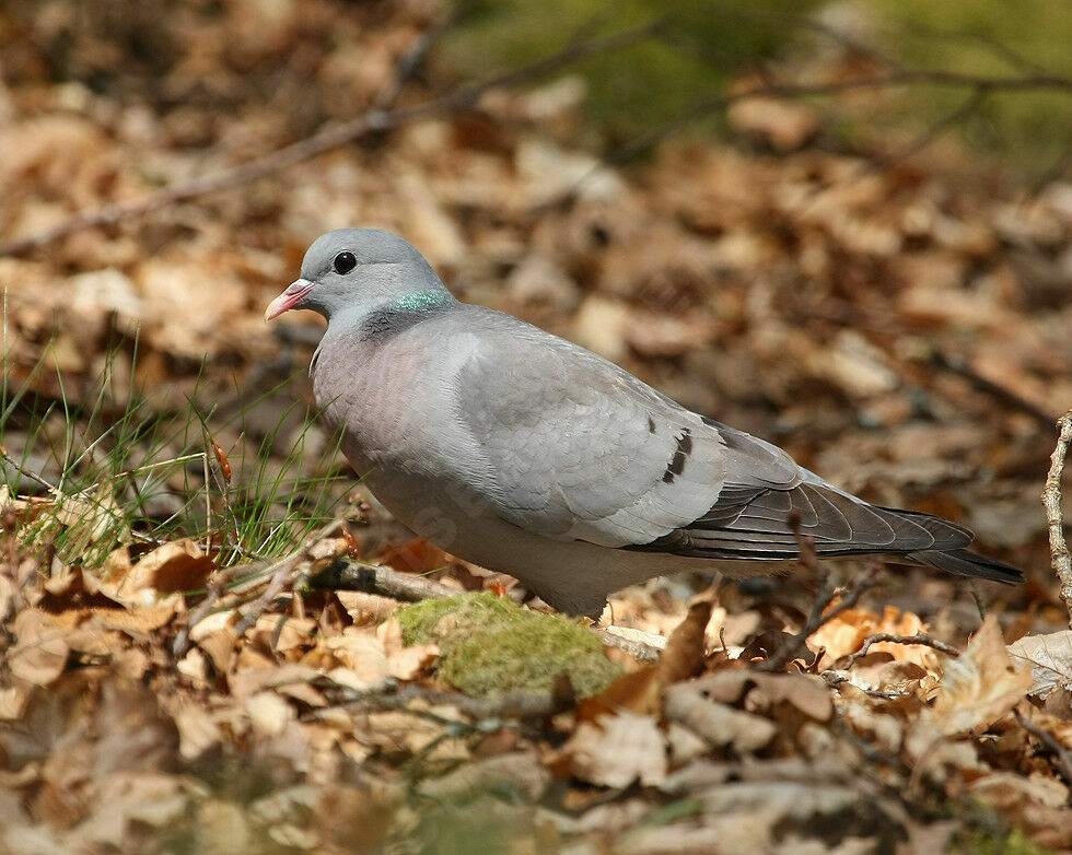 Pigeon colombinadulte nuptial, identification