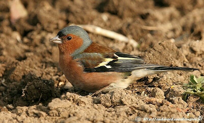 Eurasian Chaffinch