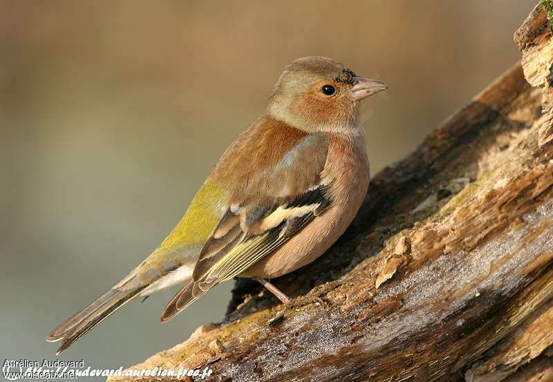 Eurasian Chaffinch male adult post breeding, identification