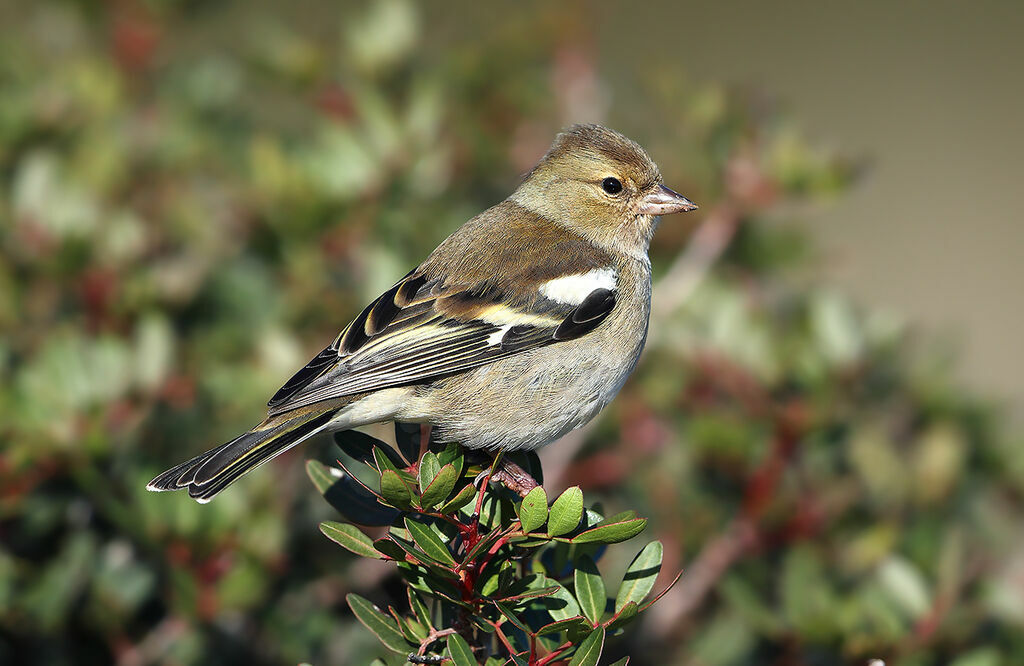 Eurasian Chaffinch female adult