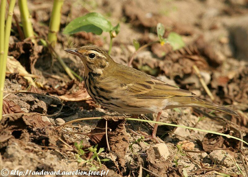 Pipit à dos olive