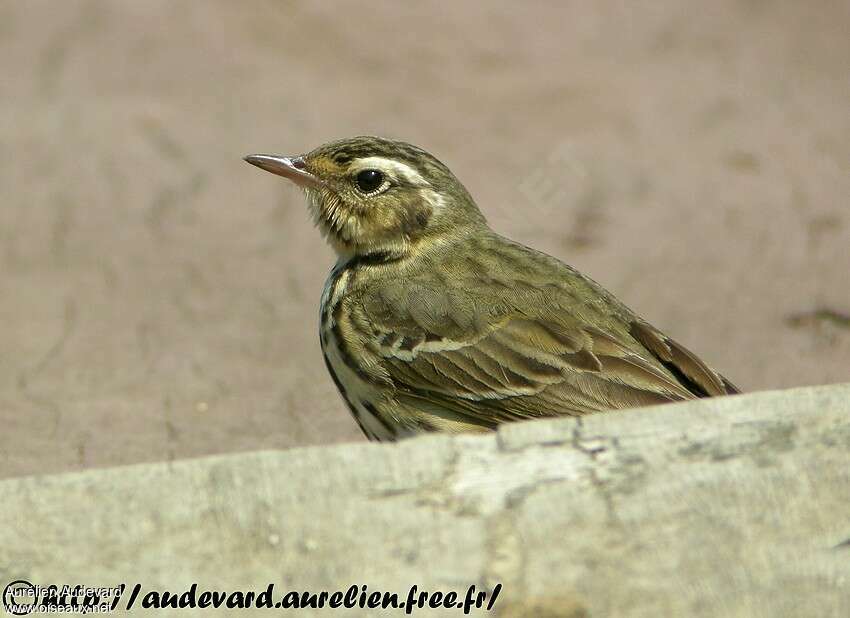 Pipit à dos oliveadulte, portrait