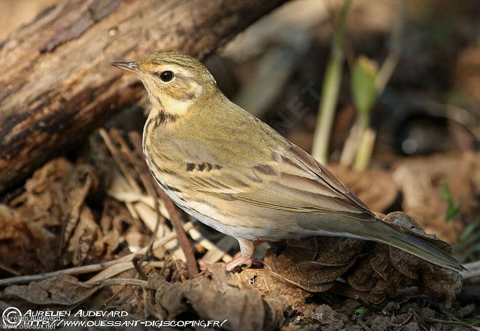Pipit à dos olive, identification
