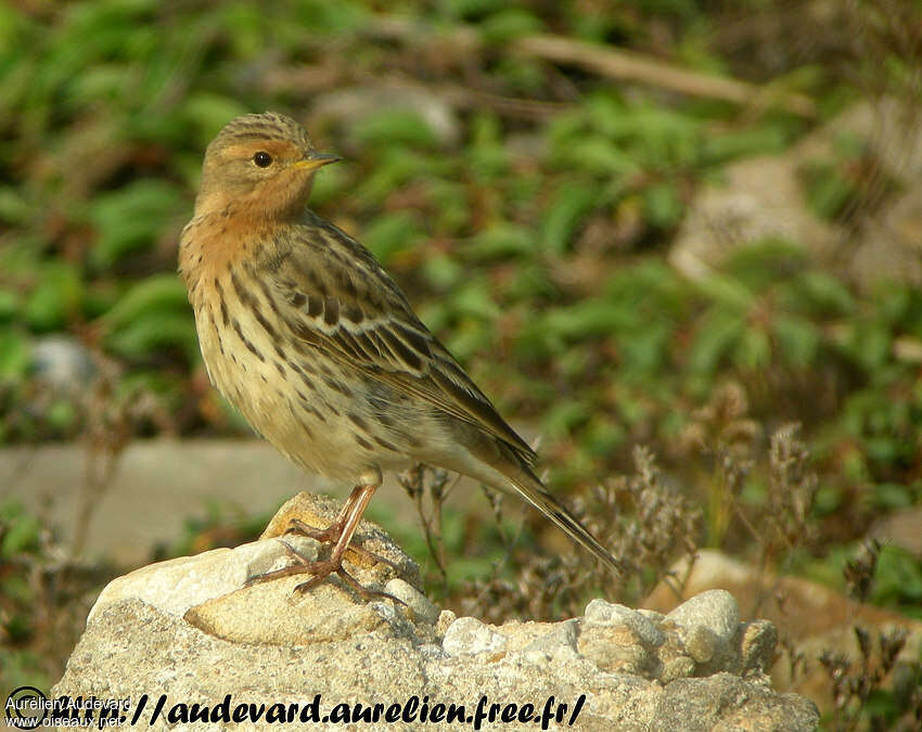 Pipit à gorge rousse mâle adulte nuptial, identification