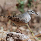 Pipit à long bec