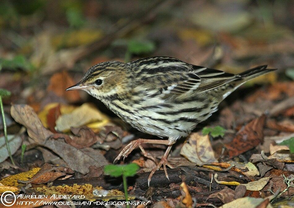 Pipit de la Petchora, identification, Comportement
