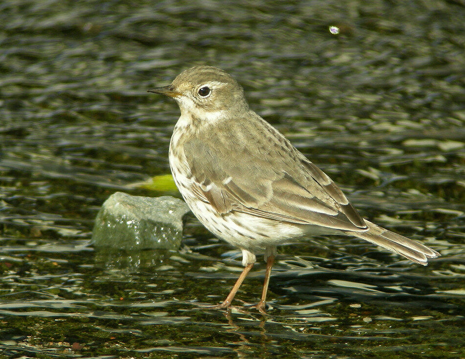 Siberian Pipit