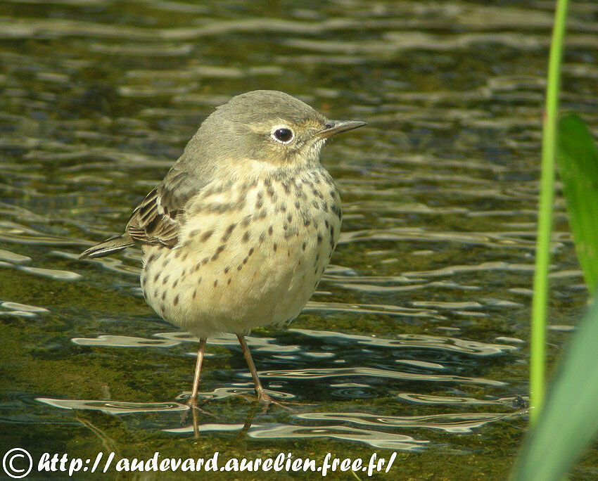 Siberian Pipit