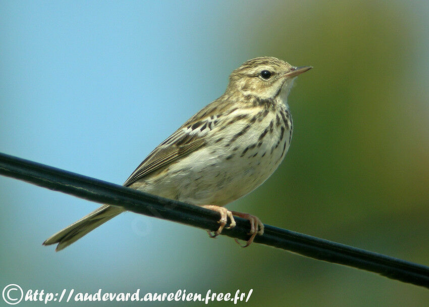 Pipit des arbresadulte nuptial