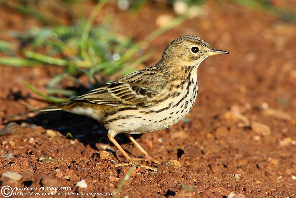 Pipit farlouse