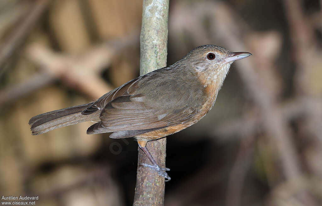 Arafura Shrikethrush, identification