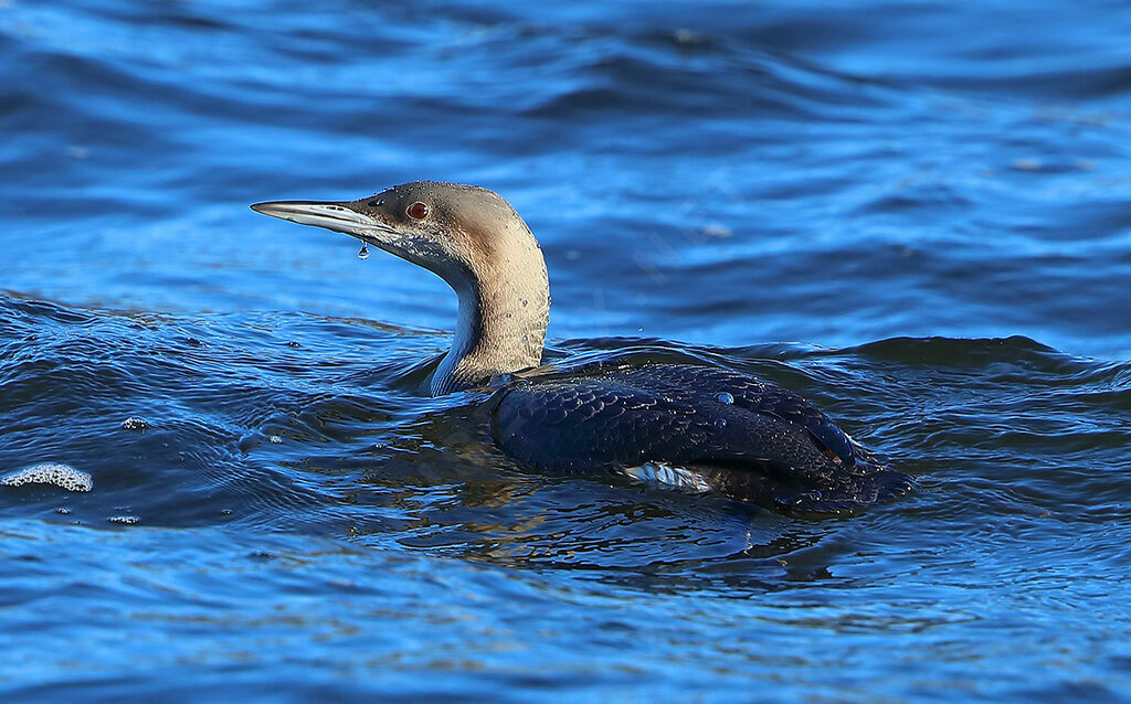 Plongeon arctique, identification