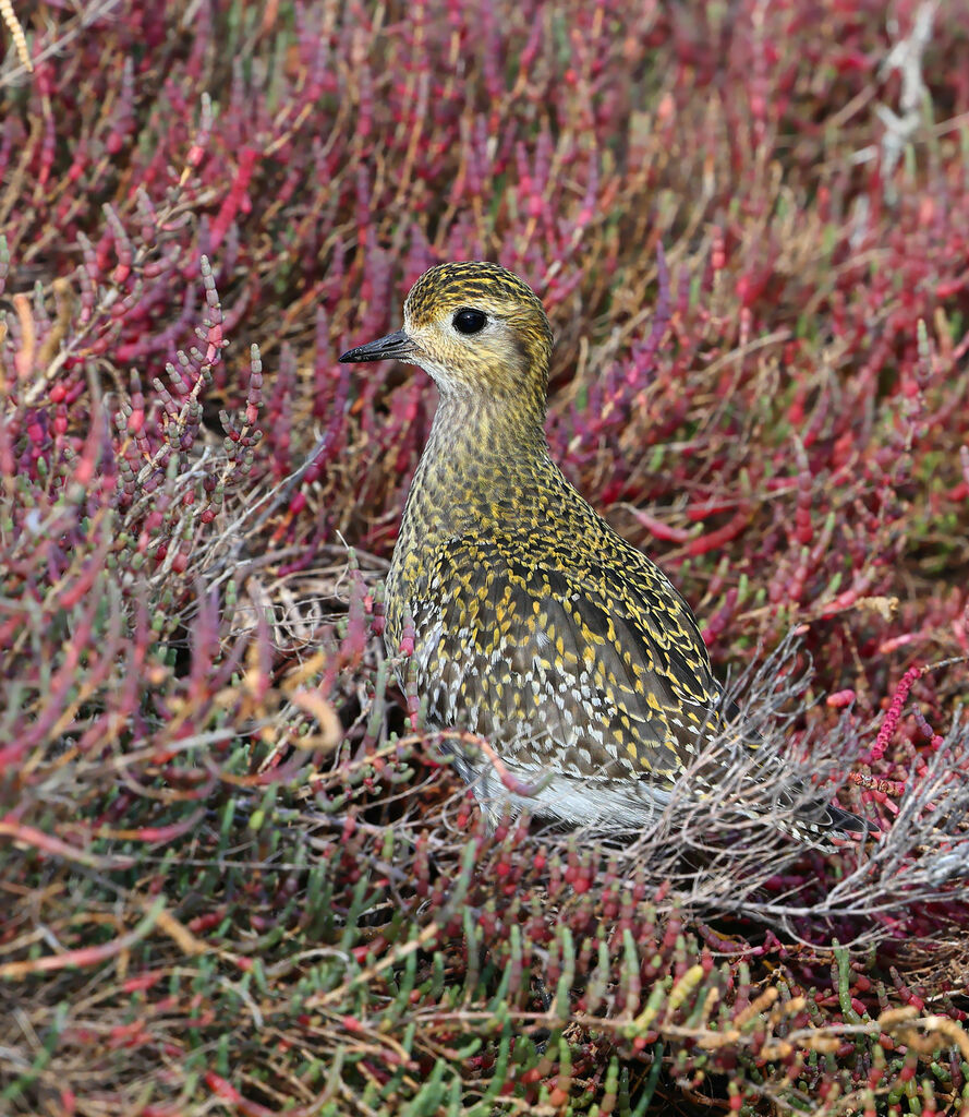 Pluvier doré, identification, composition