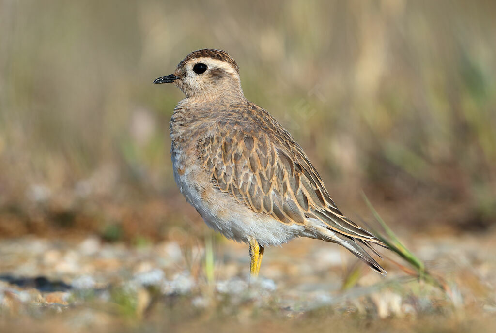 Pluvier guignard, identification