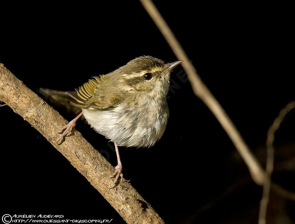 Pale-legged Leaf Warbleradult breeding, identification