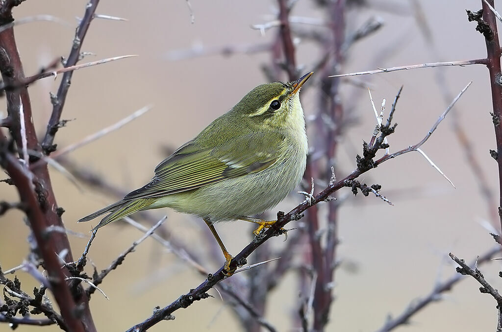 Pouillot boréal, identification