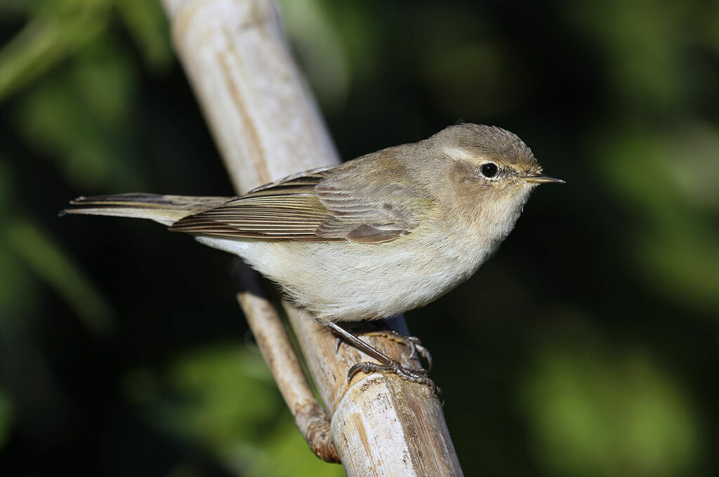 Pouillot de Sibérie mâle adulte, identification