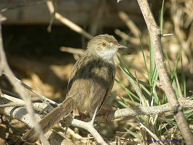 Prinia gracile