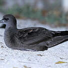 Puffin fouquet