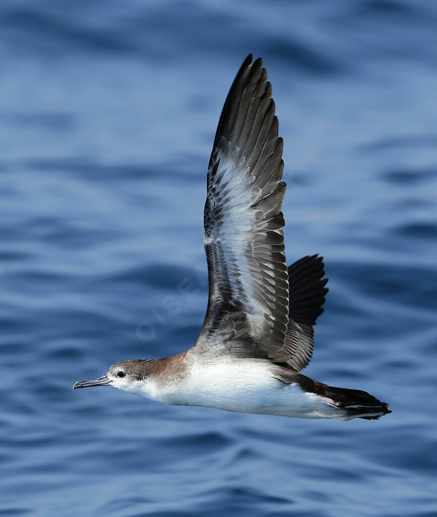 Persian Shearwater, Flight