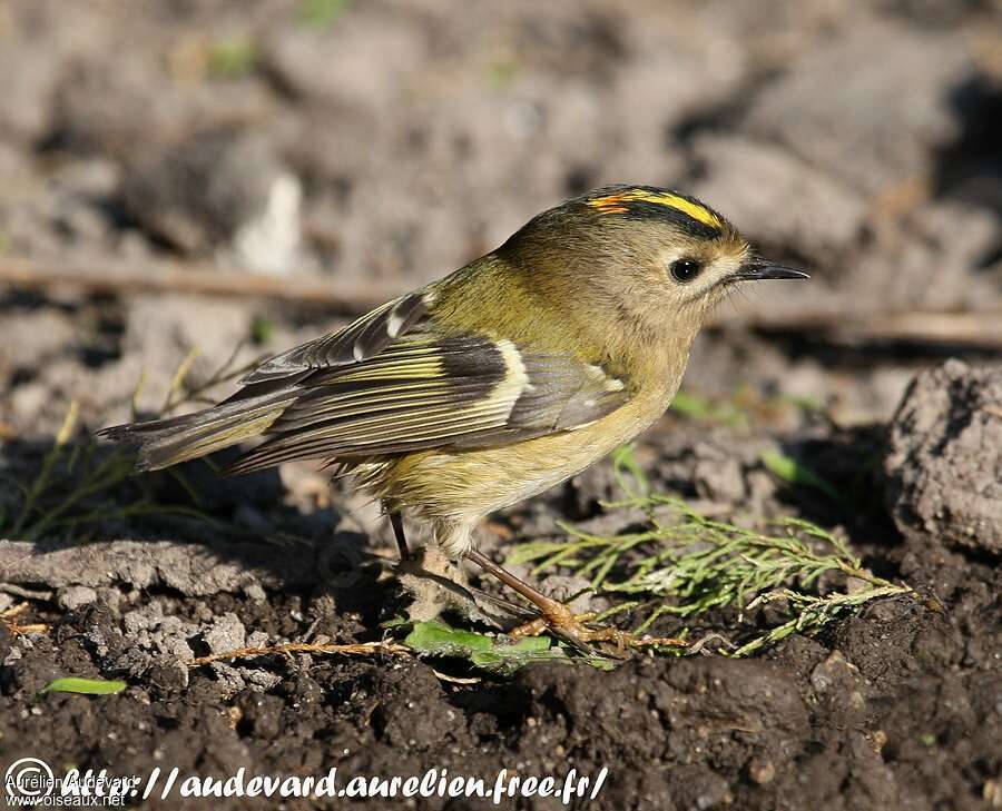 Goldcrest male adult, identification