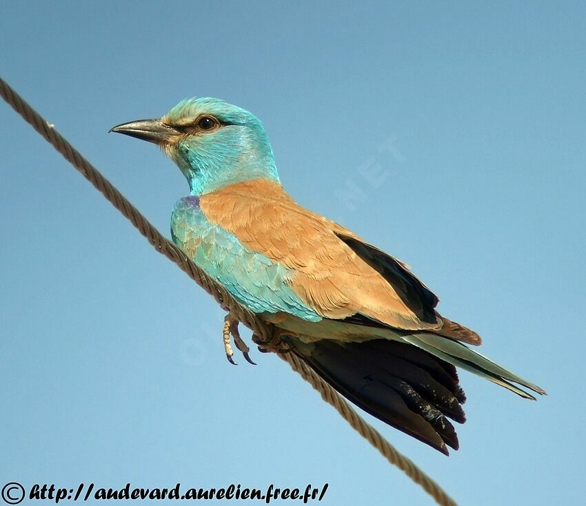 European Roller
