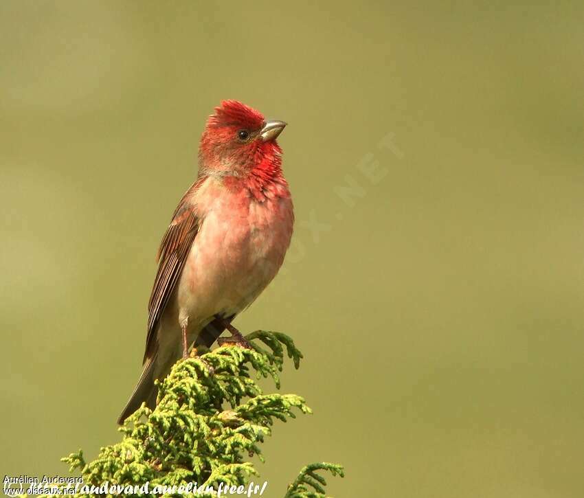 Common Rosefinch male adult breeding, pigmentation