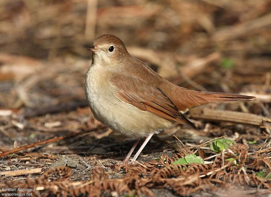 Common Nightingaleadult post breeding, identification