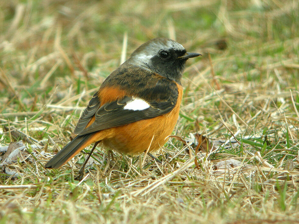 Rougequeue aurore mâle adulte nuptial, identification