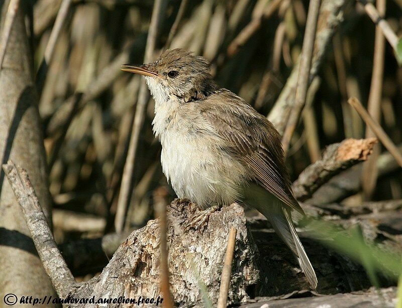 Common Reed Warbler