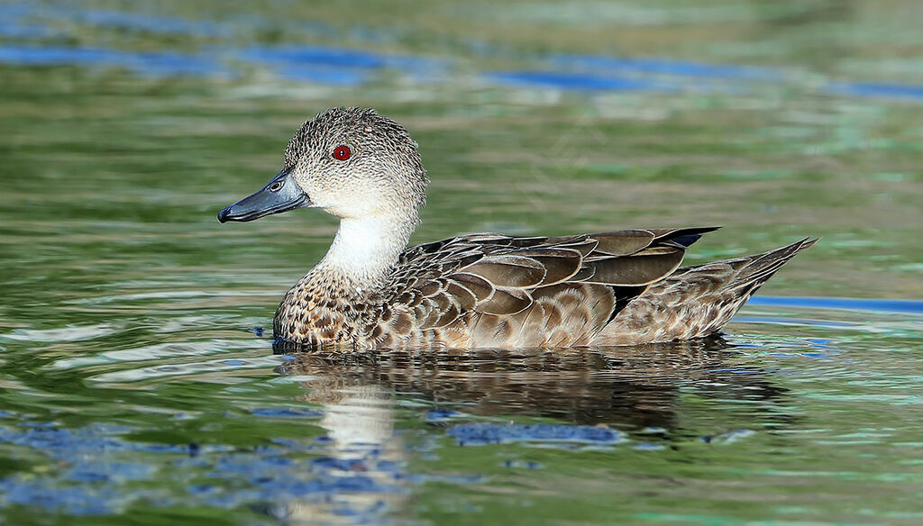 Sarcelle australasienne, identification