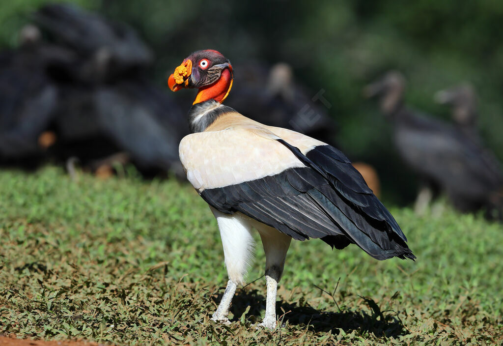 Sarcoramphe roiadulte nuptial, identification