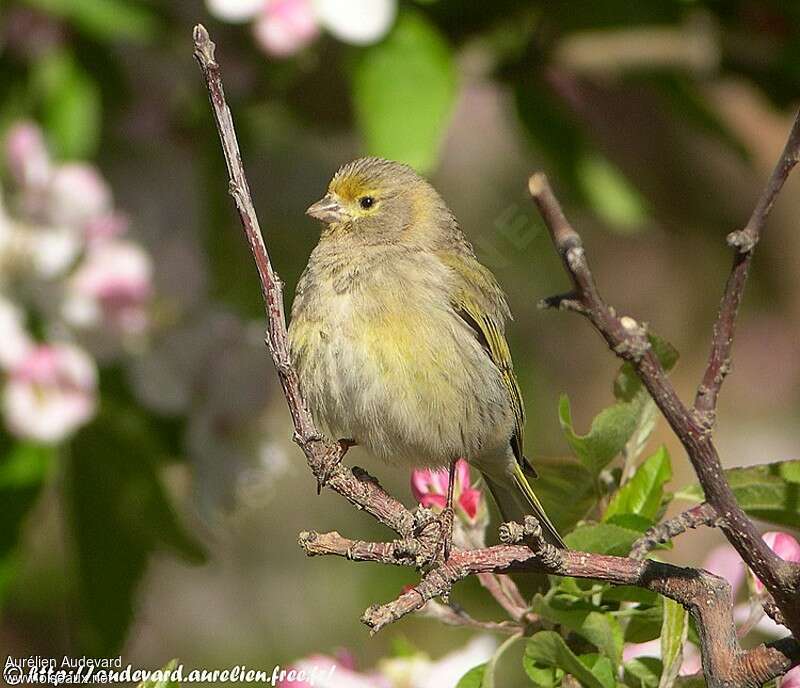 Syrian Serin female adult, identification