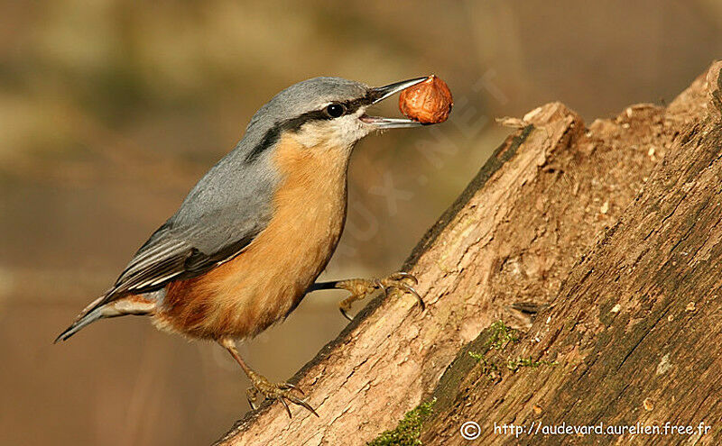 Eurasian Nuthatch