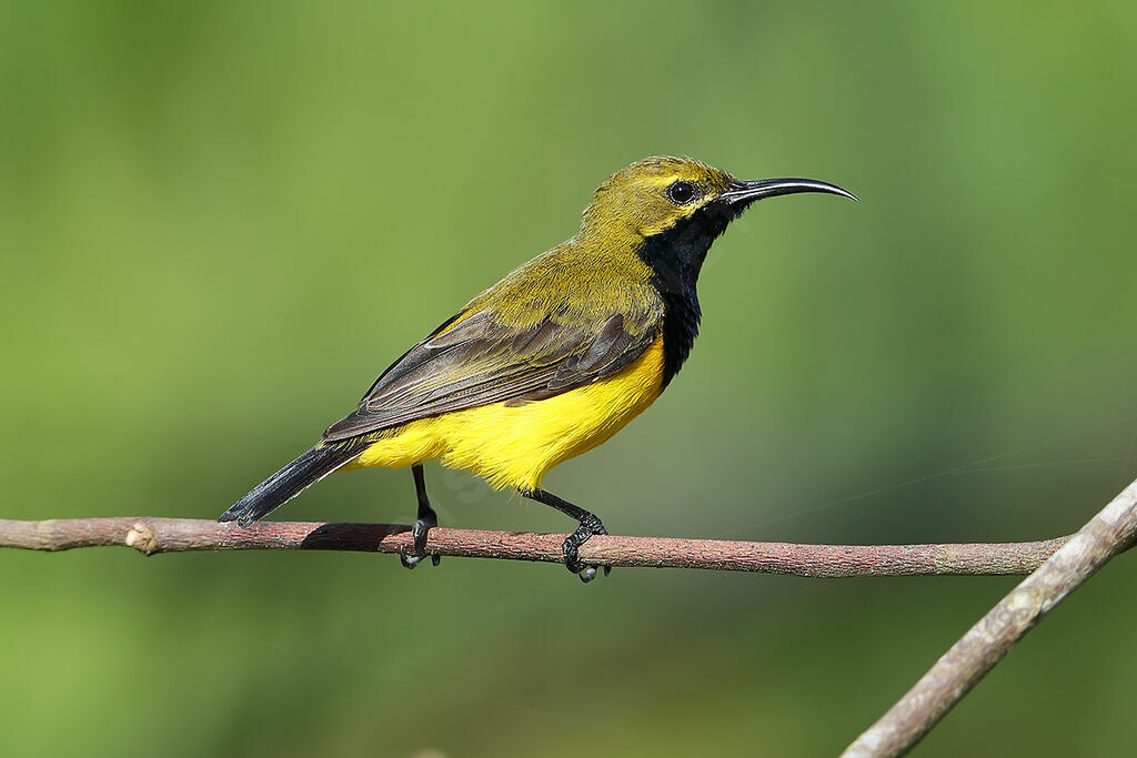 Sahul Sunbird, identification