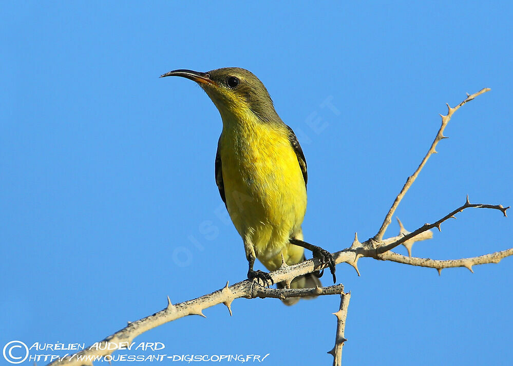 Purple Sunbird