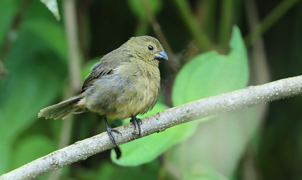 Variable Seedeater