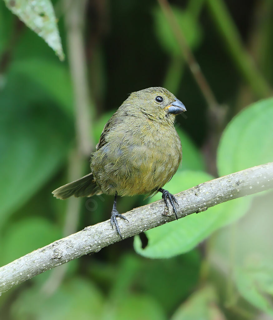 Variable Seedeateradult, identification