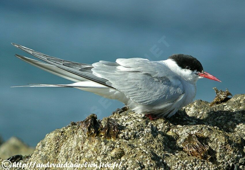 Arctic Tern