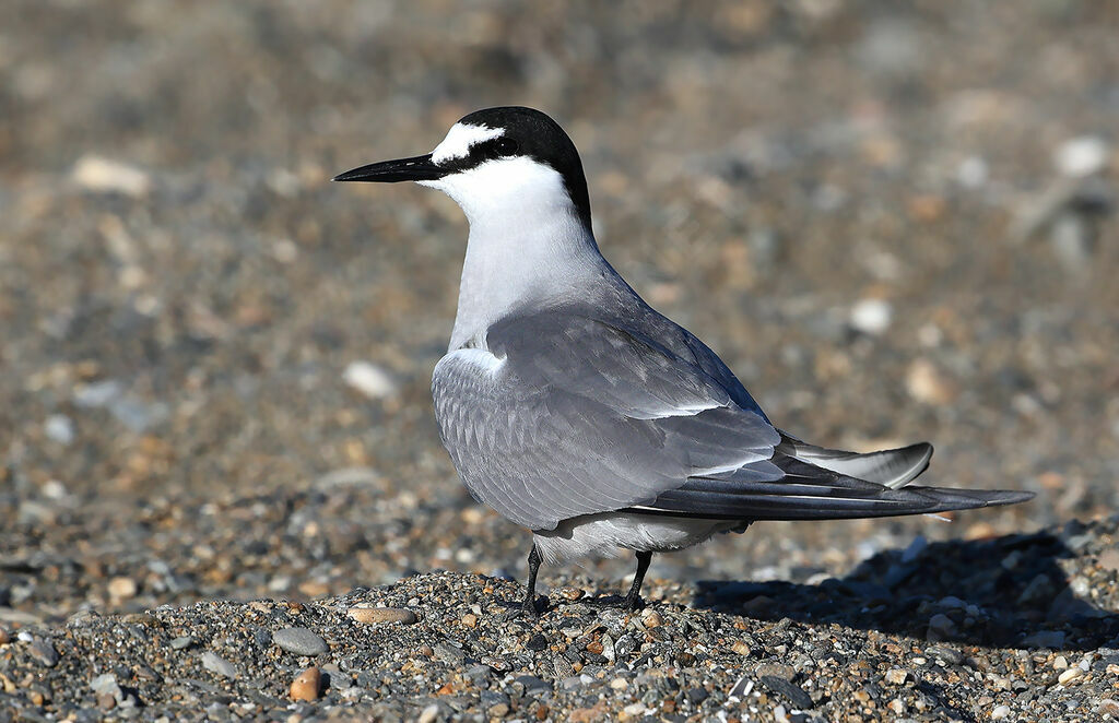 Aleutian Ternadult, identification