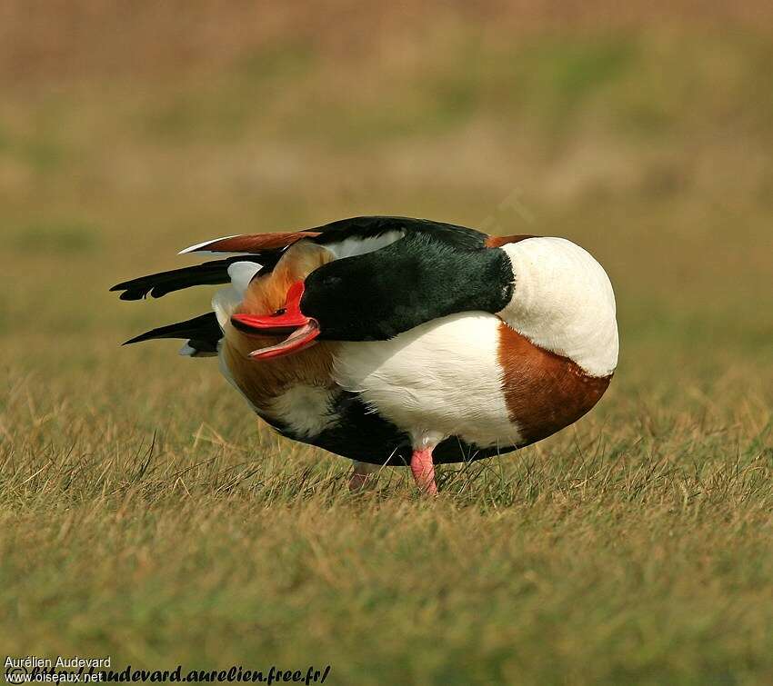 Common Shelduck male adult breeding, care, aspect